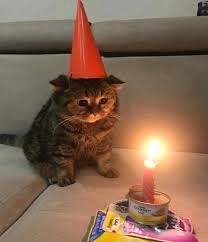 birfday cat meme